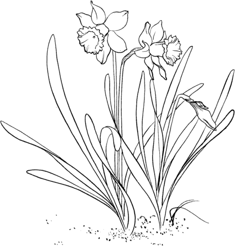 Narcissus Pseudonarcissus Or Wild Daffodil Or Lent Lily Coloring Page